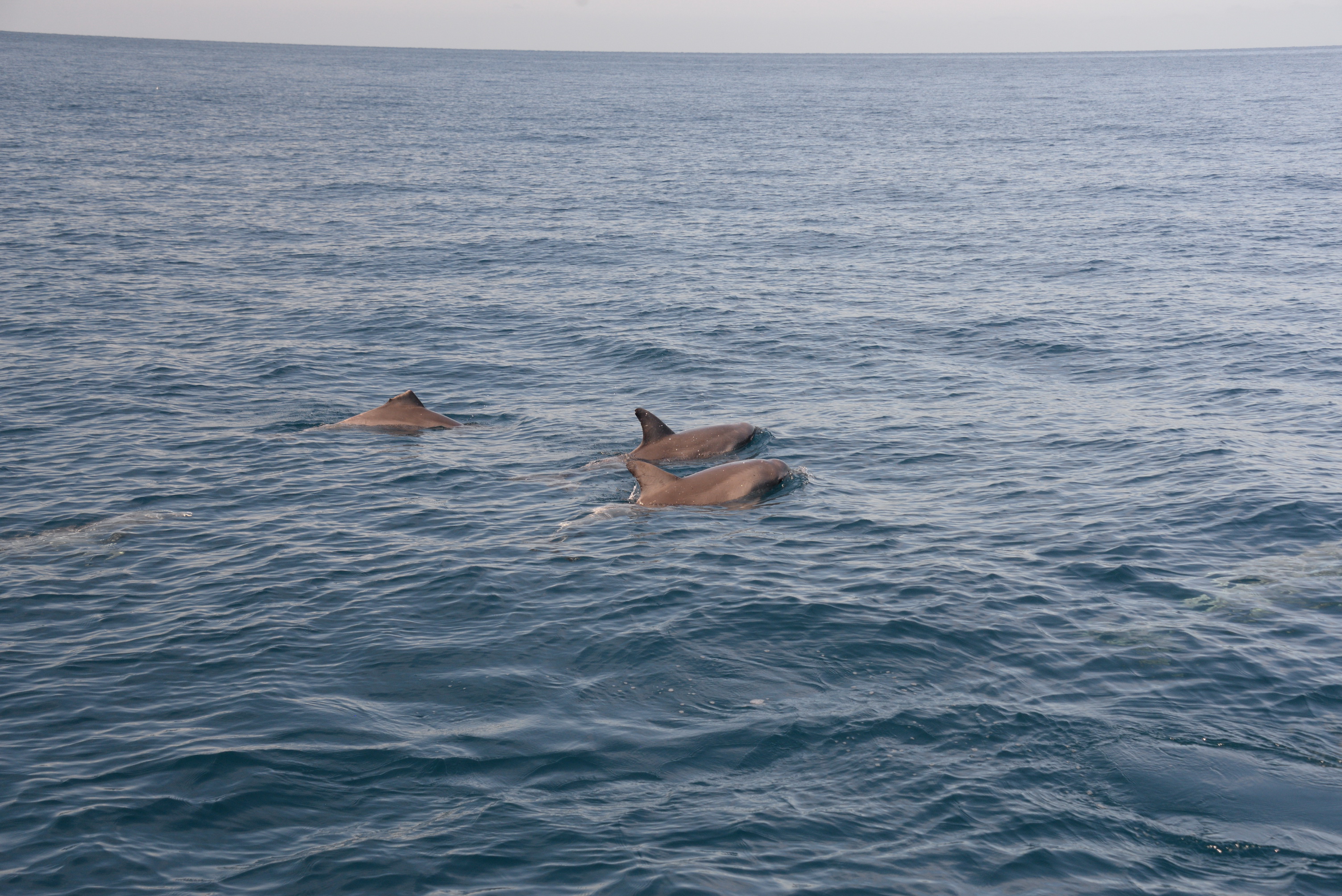 2019 12 07 09 41 37 NIKON D610 0021